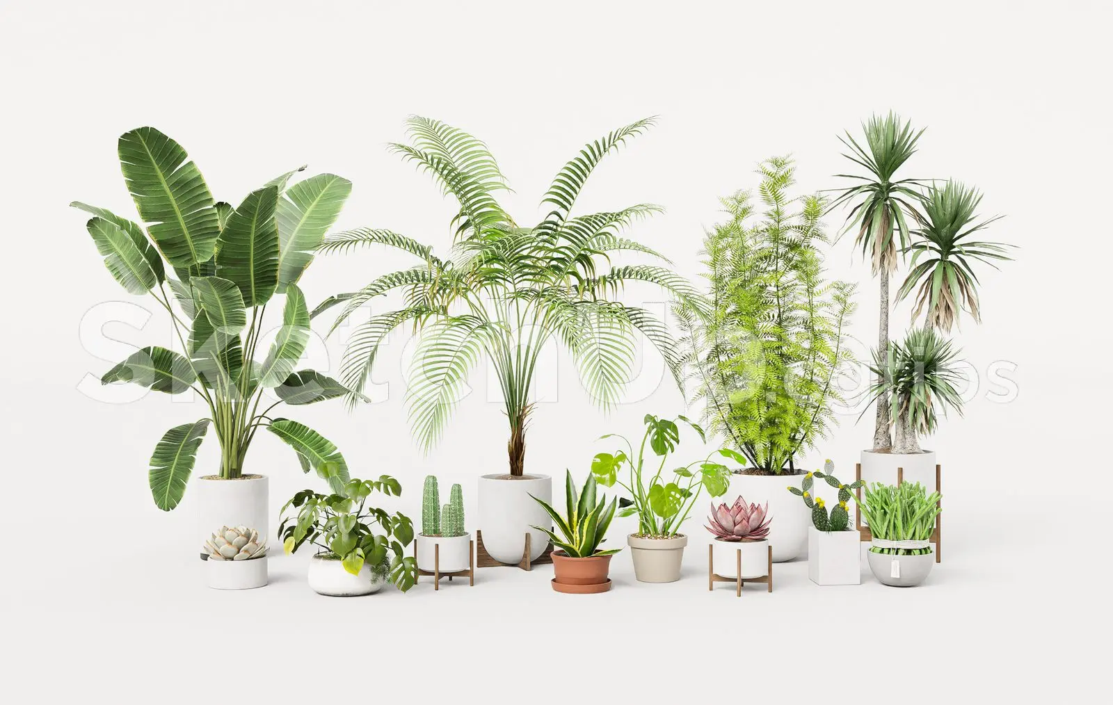 Plant
