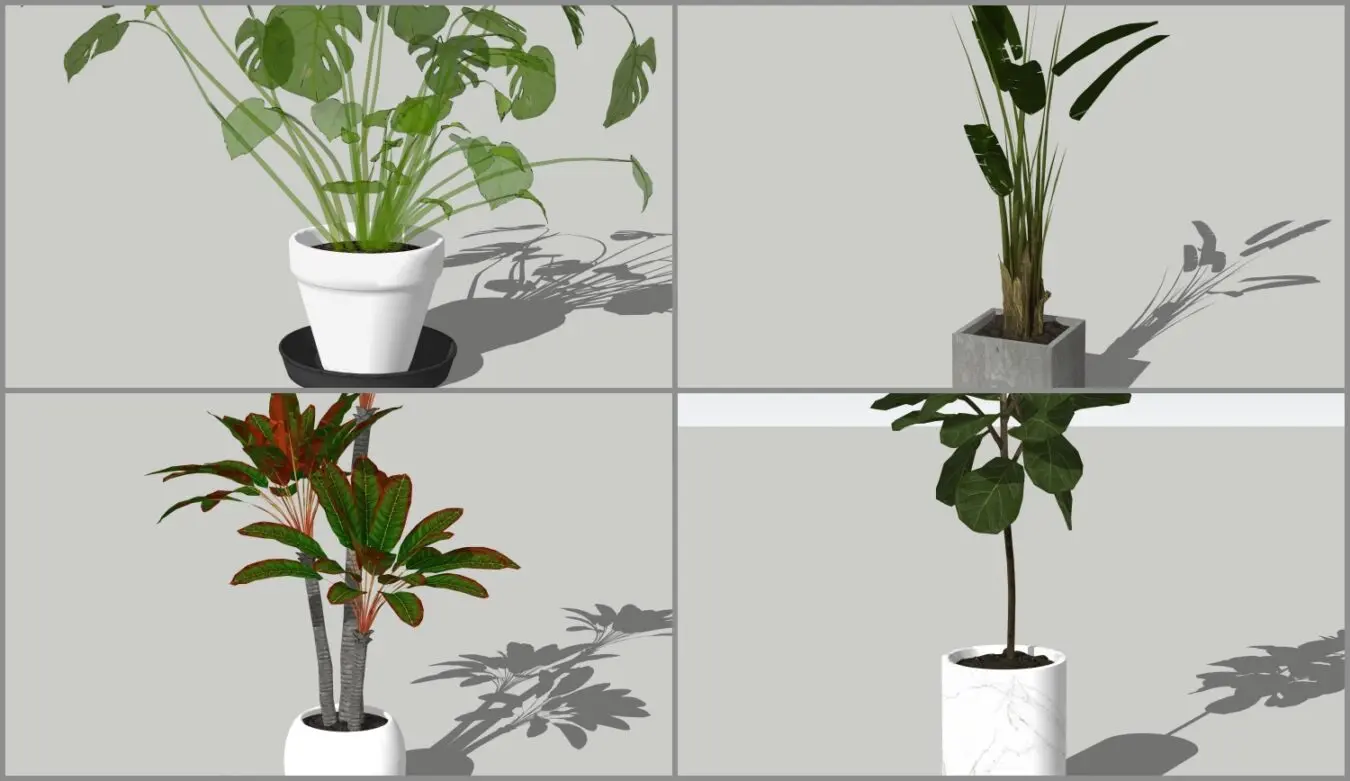 Plant