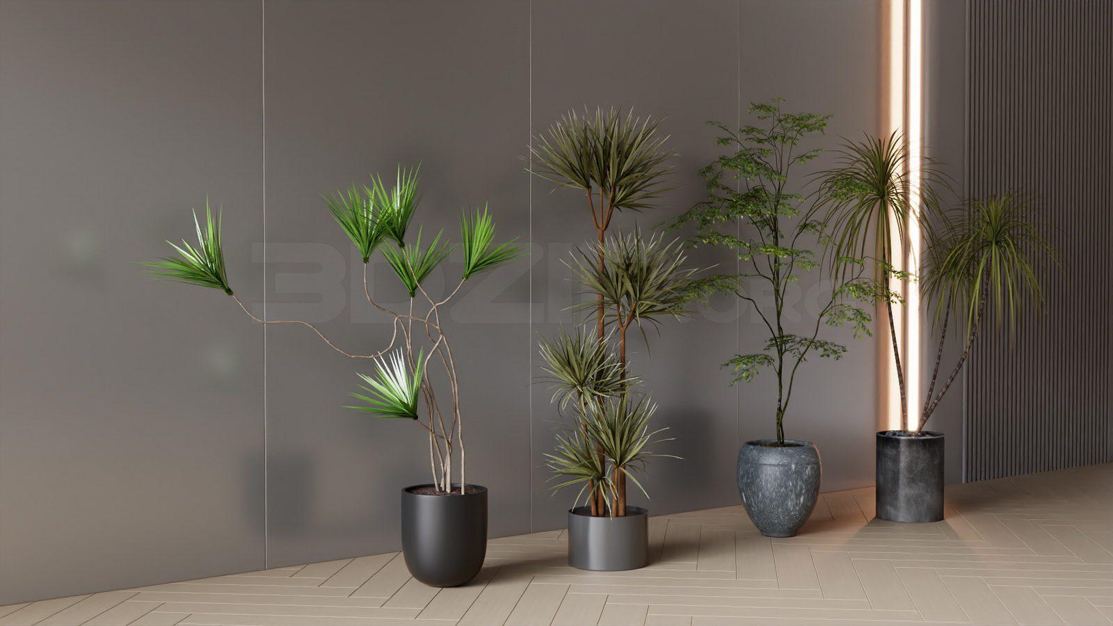 Plants