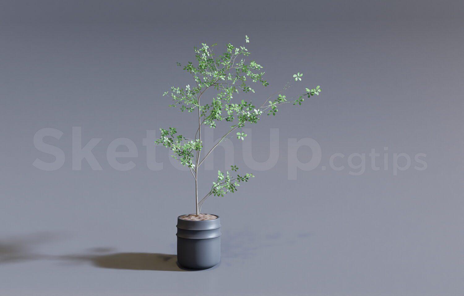 Plant
