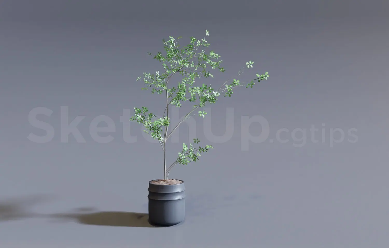 Plant