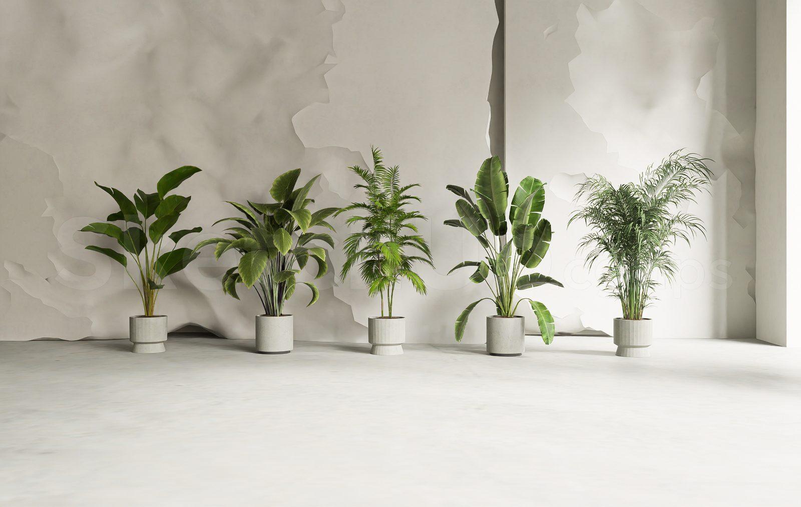 Plant