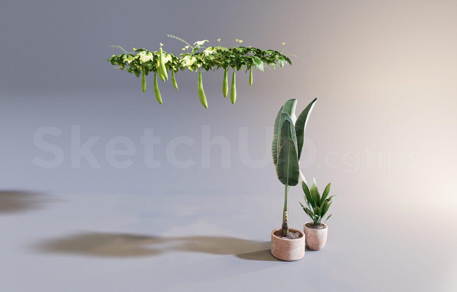 Plant