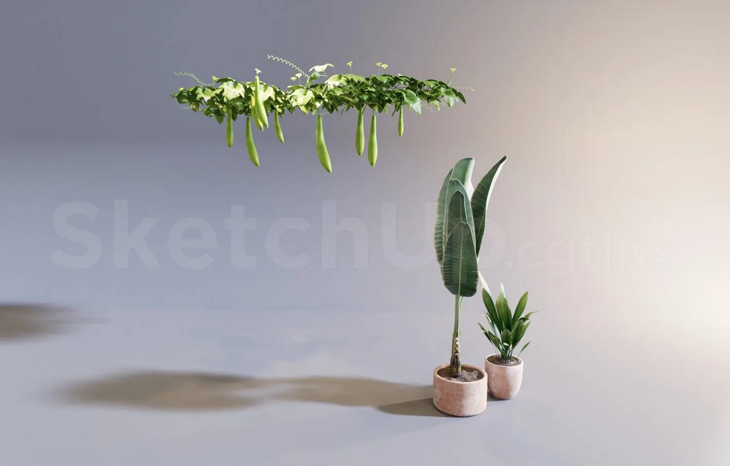 Plant