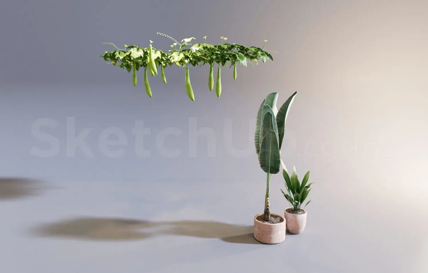 Plant