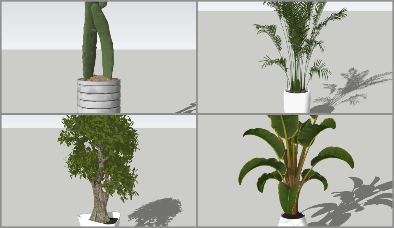 Plant