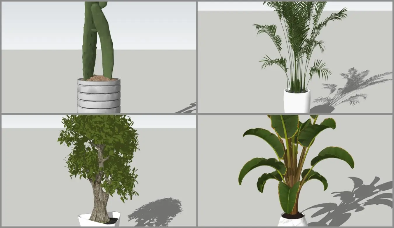 Plant