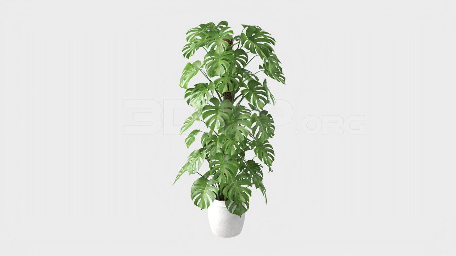 Plant