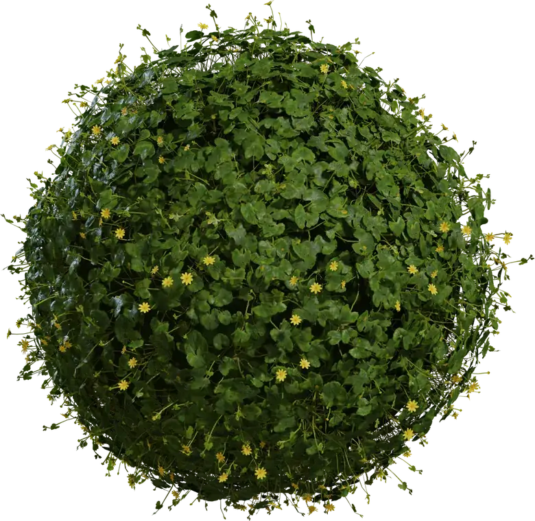 Celandine 1