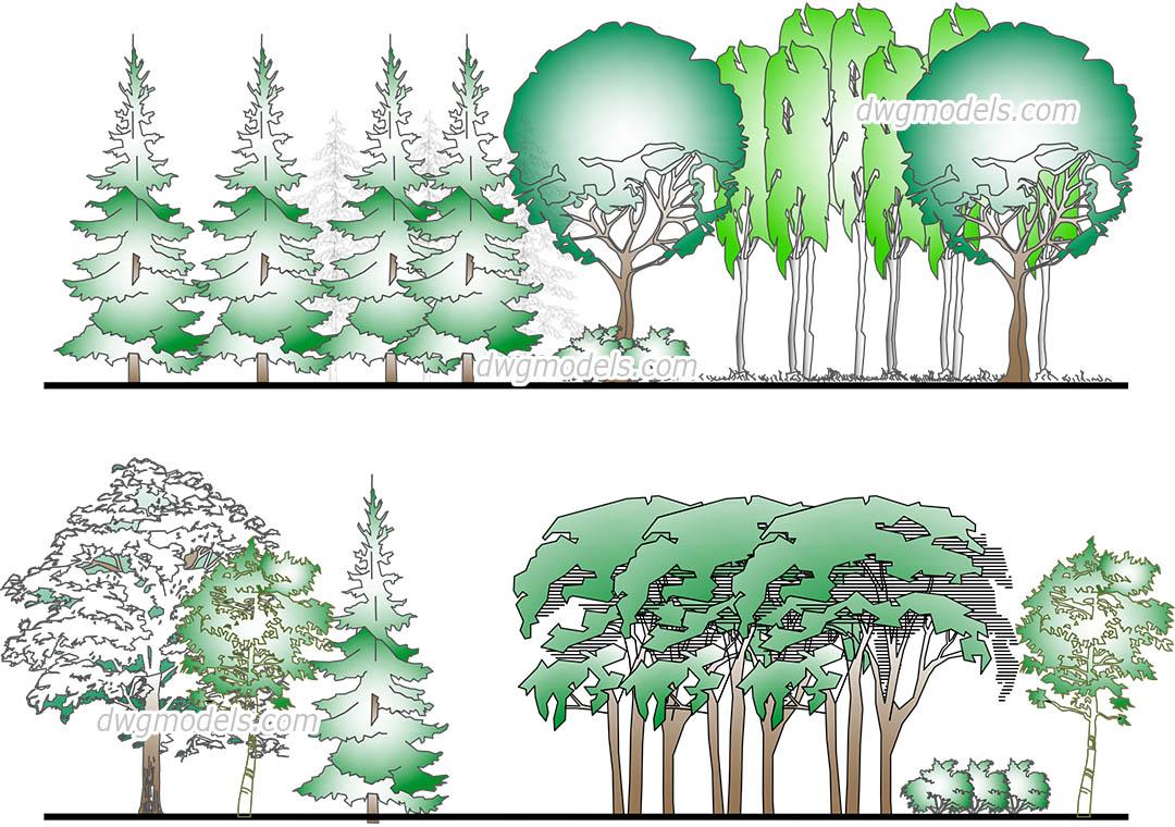 Forest