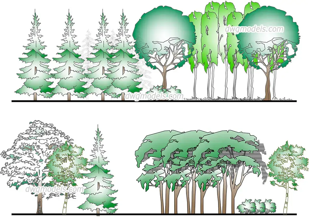 Forest