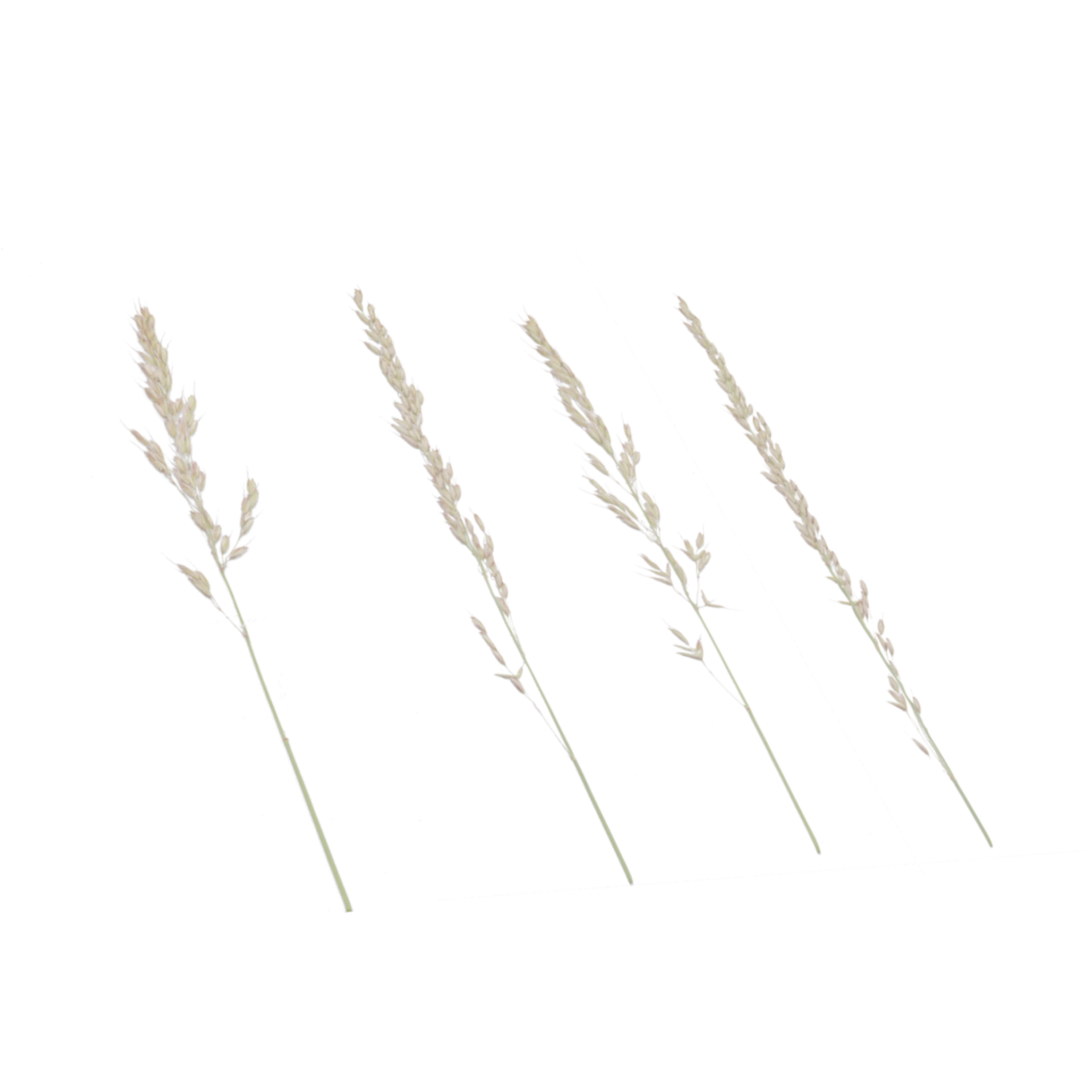 Foliage 002