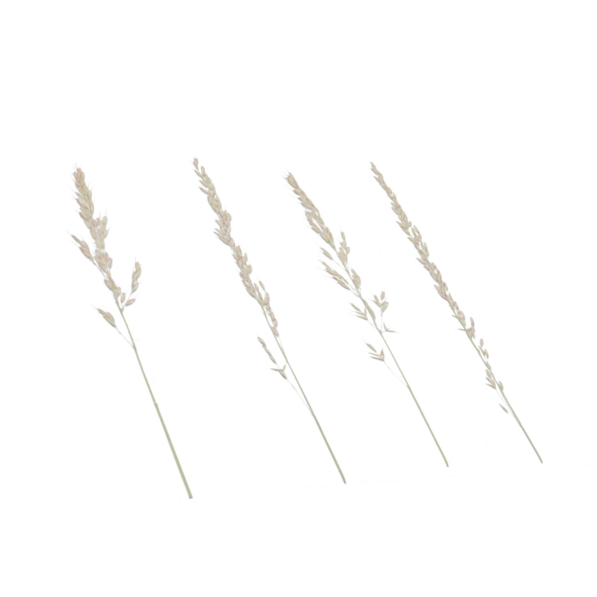 Foliage 002