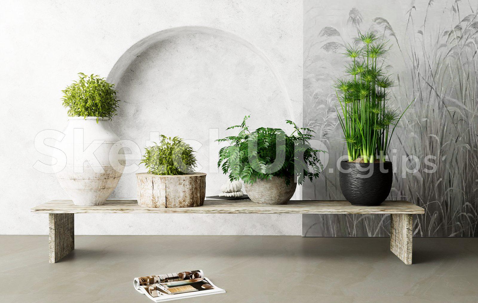 Plant
