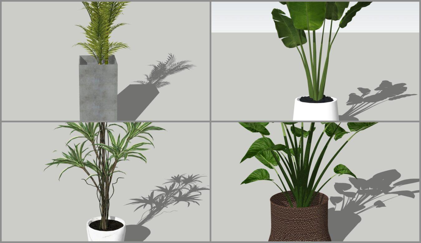 Plant