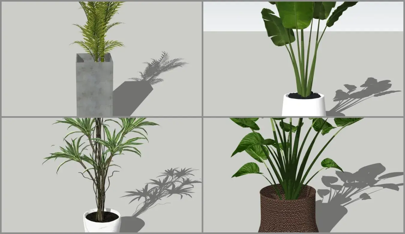 Plant