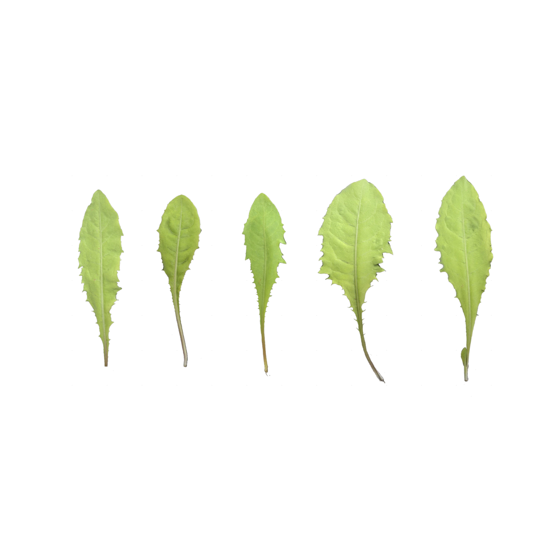 Leaf Set 020