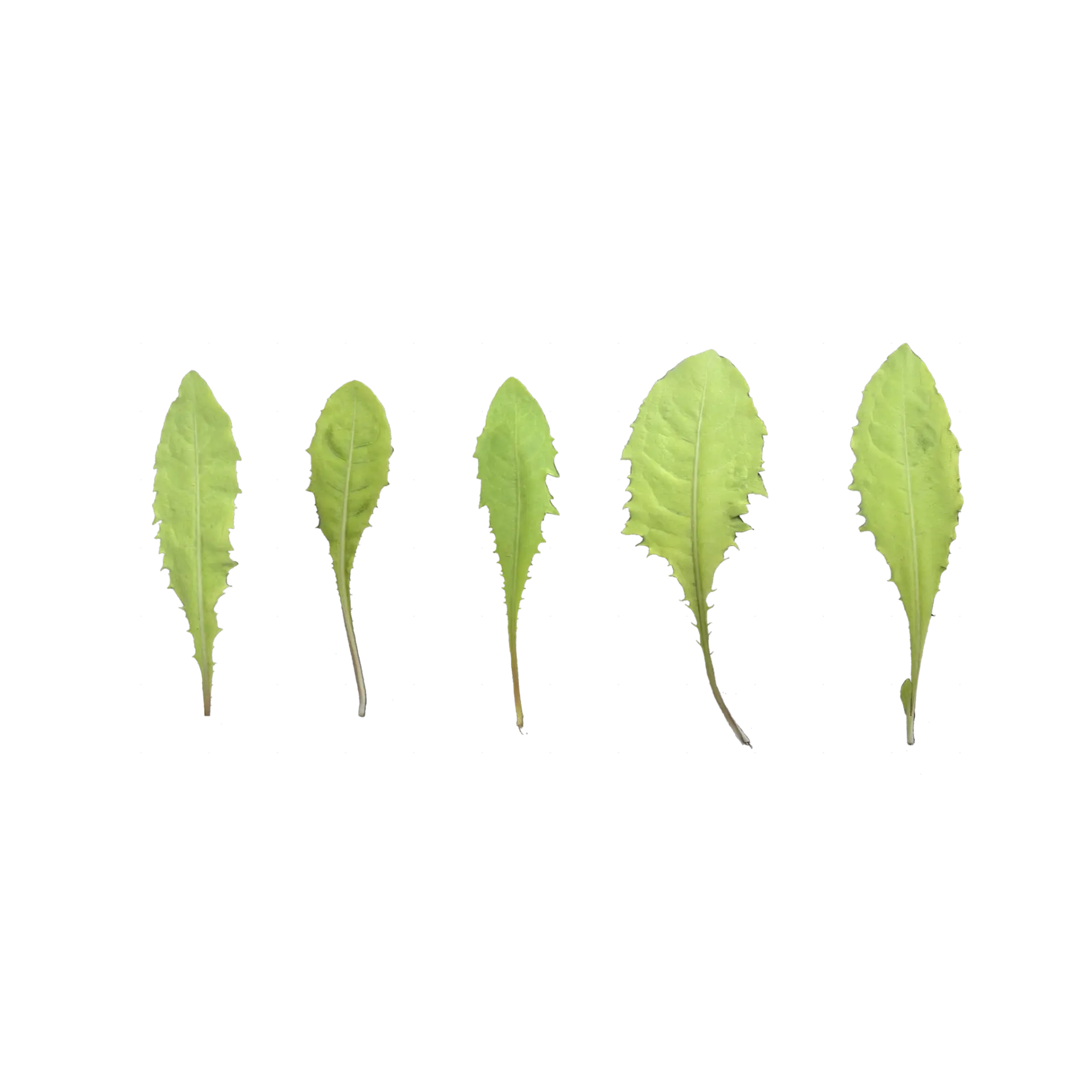 Leaf Set 020