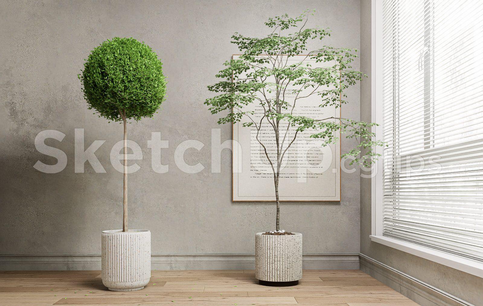 Plant