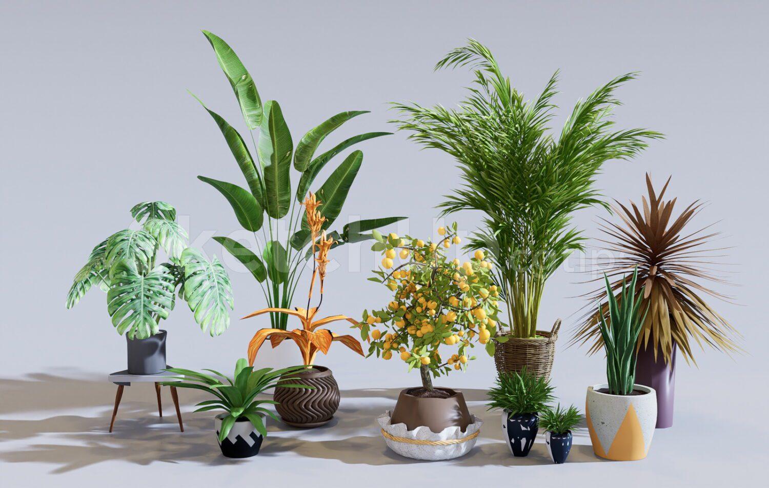 Plants