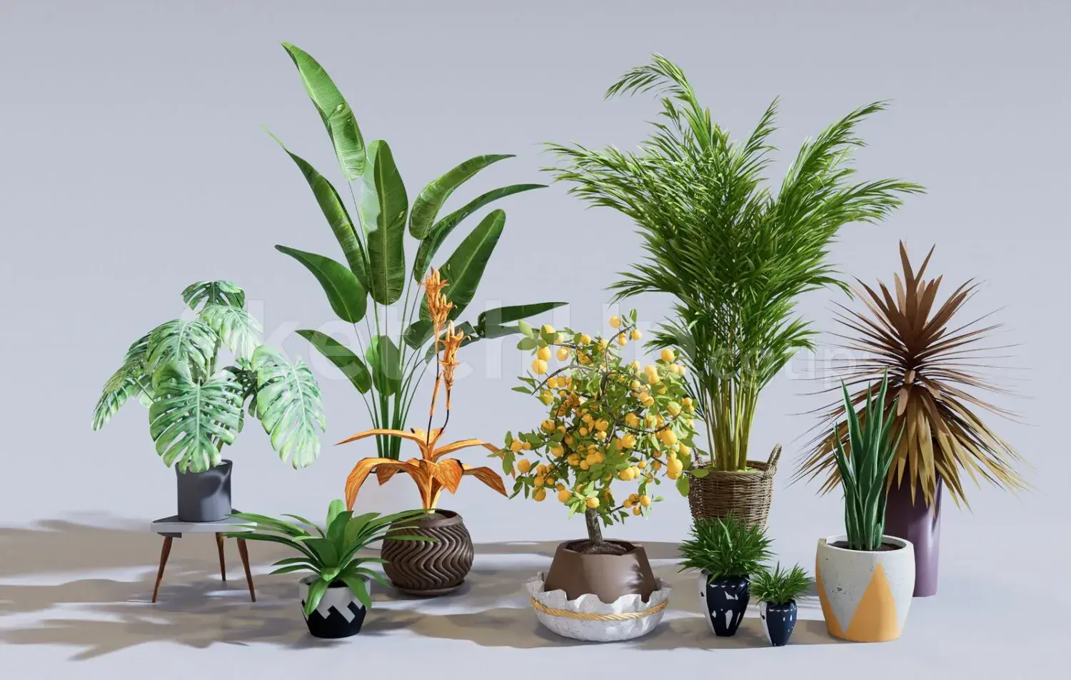 Plants