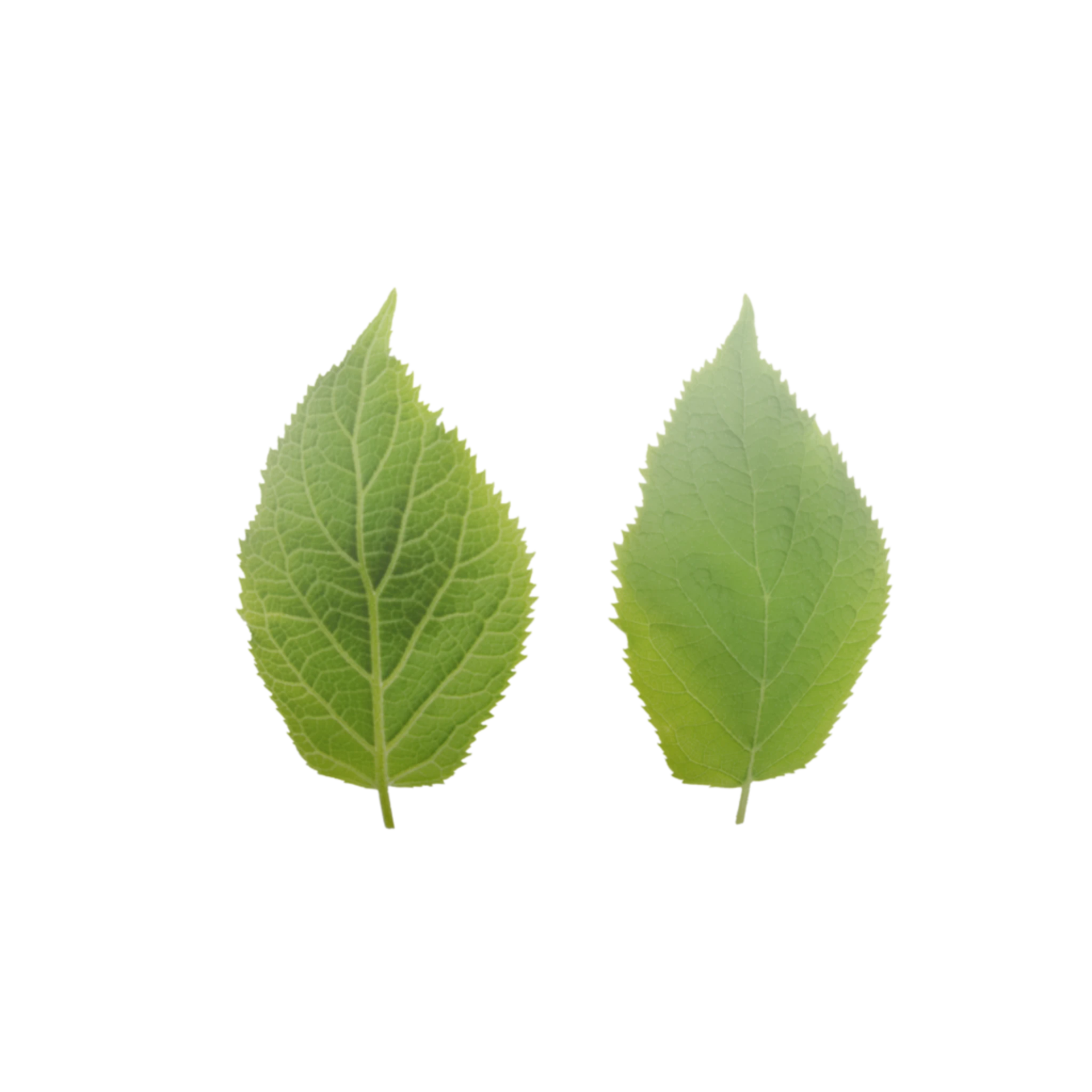 Leaf 001