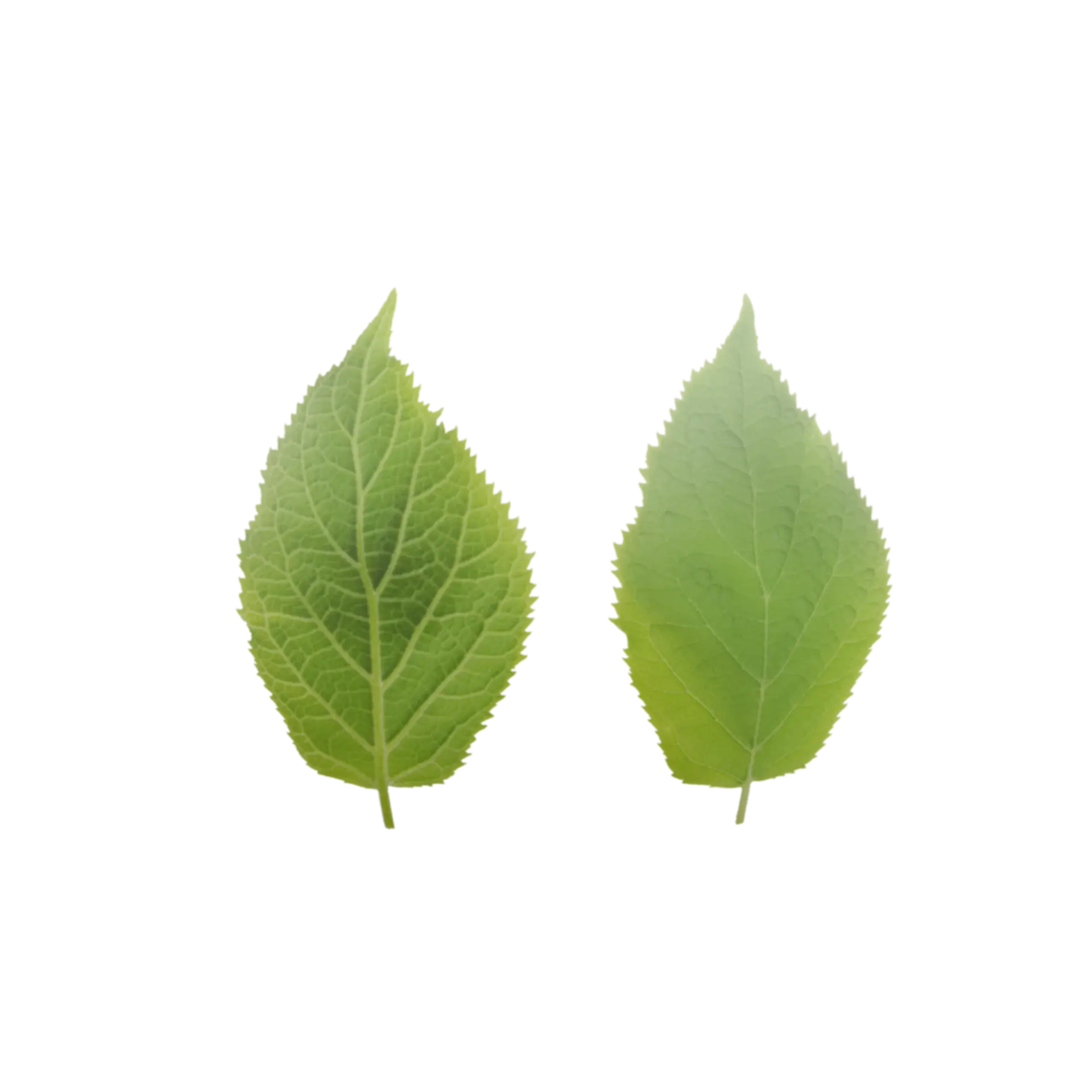 Leaf 001