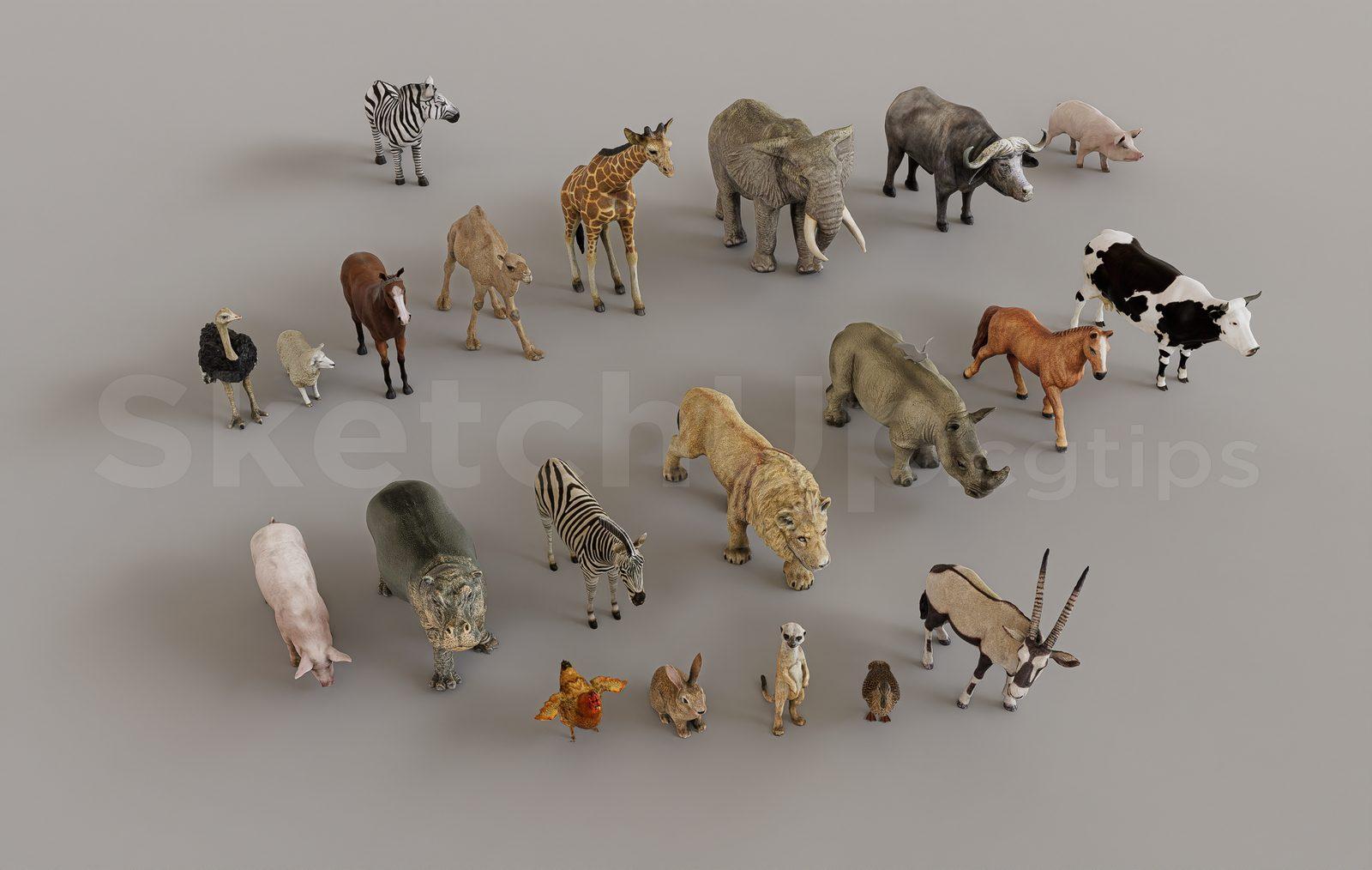Animals