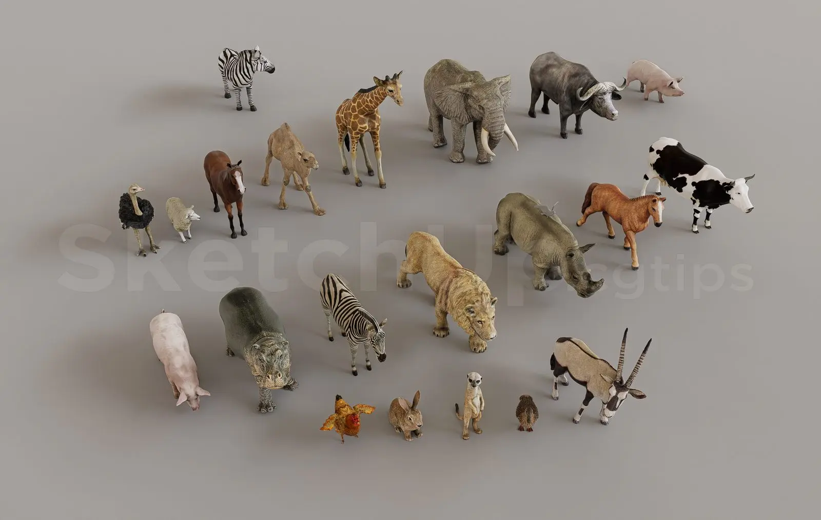 Animals