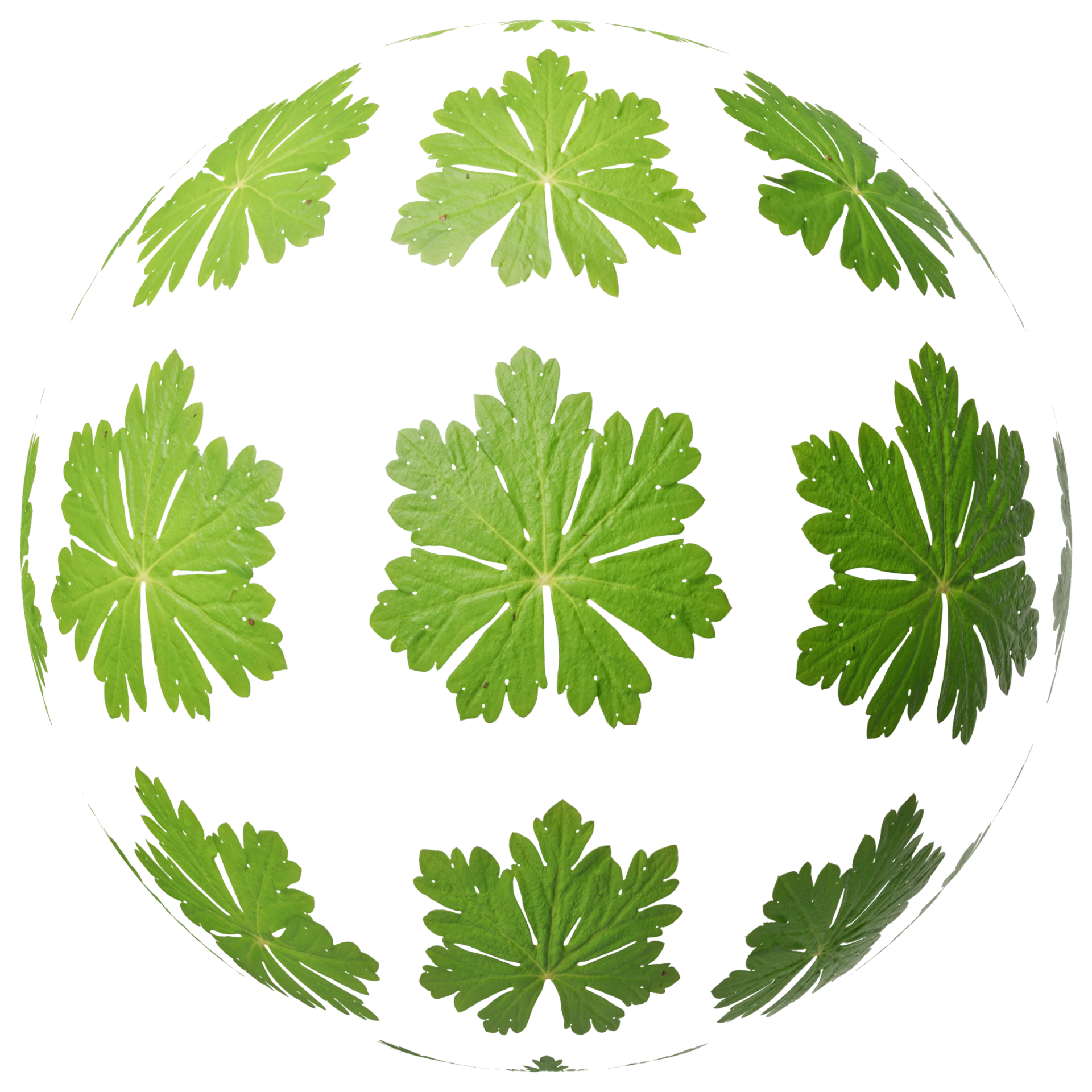 Leaf Set 025