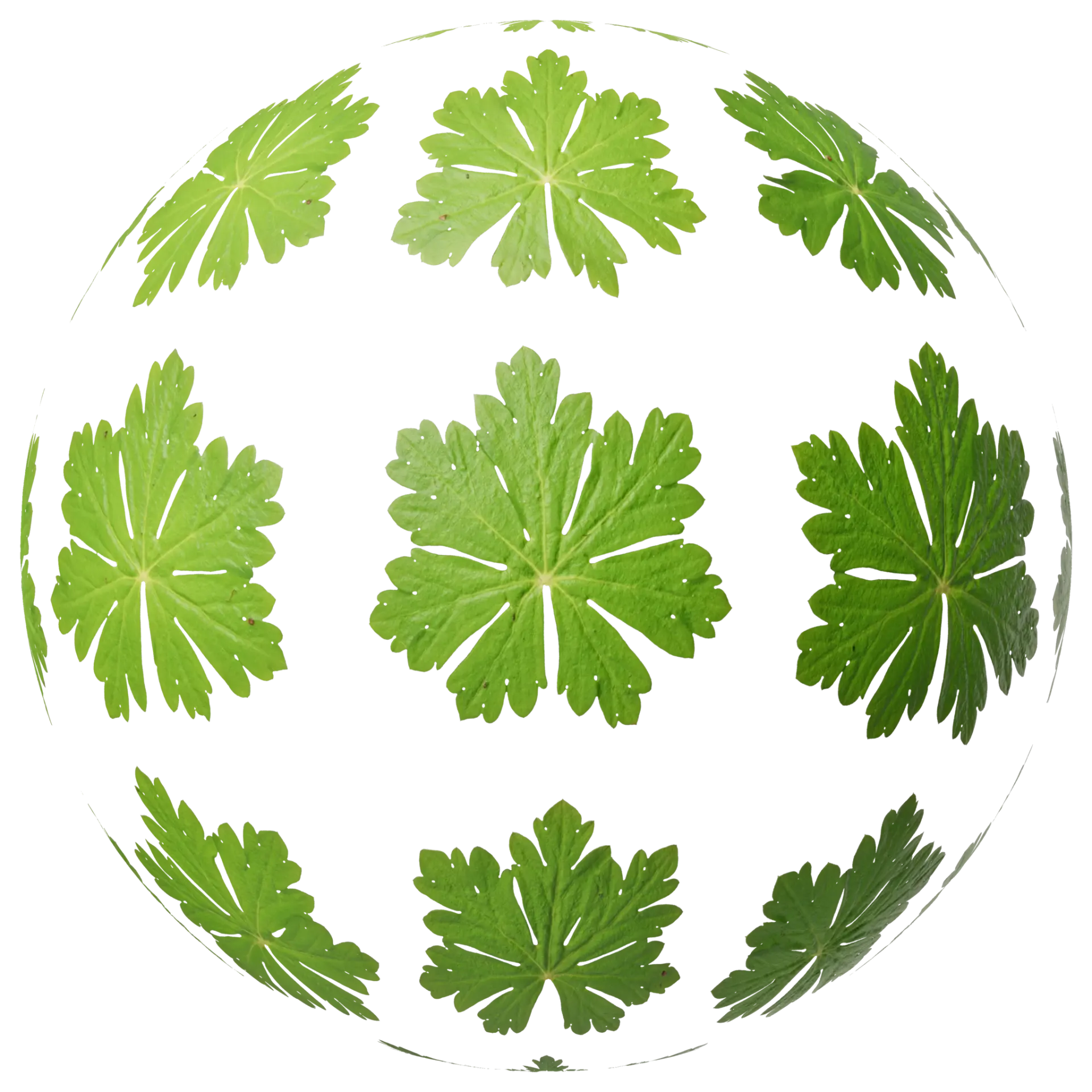 Leaf Set 025