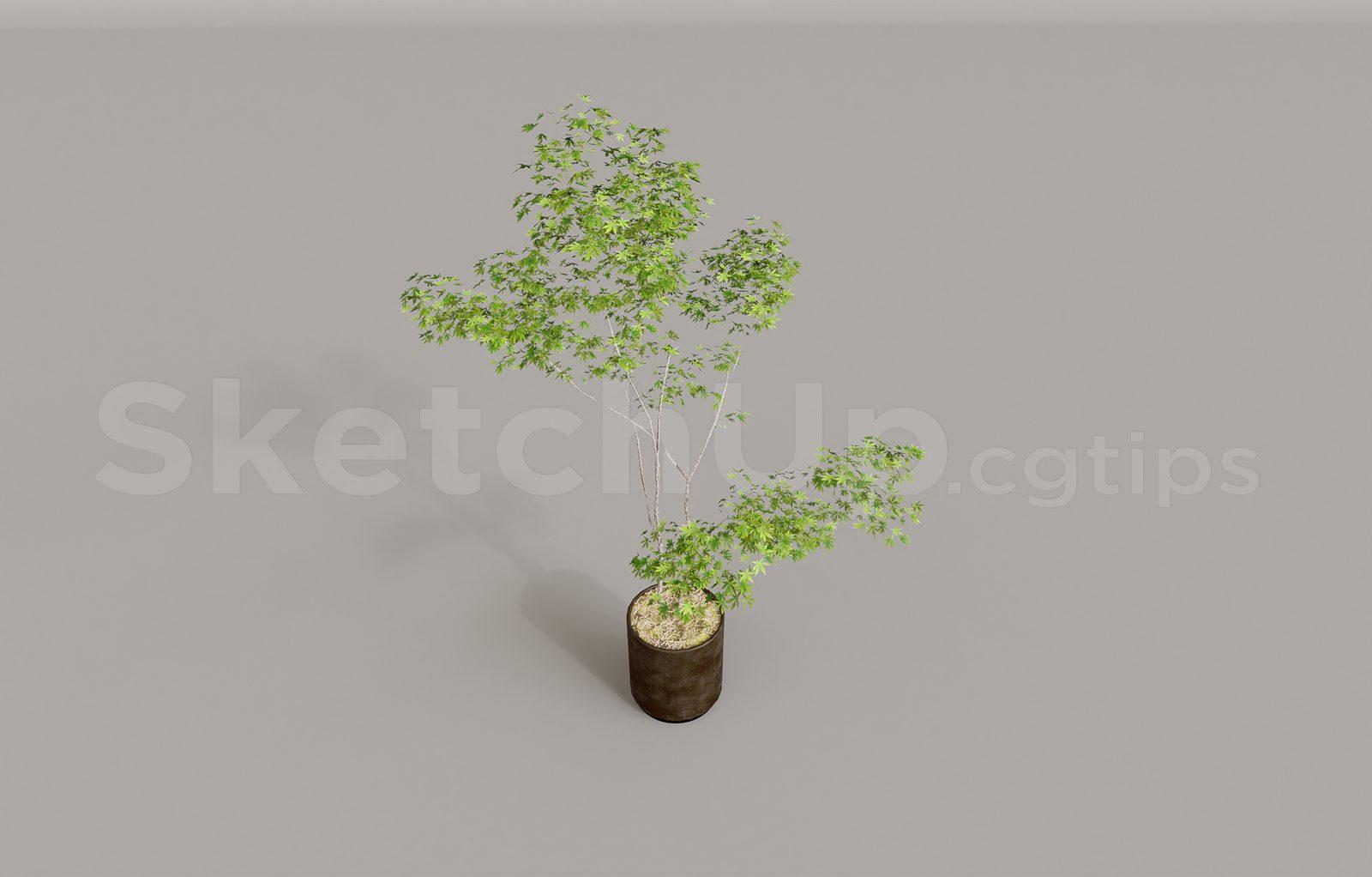 Plant