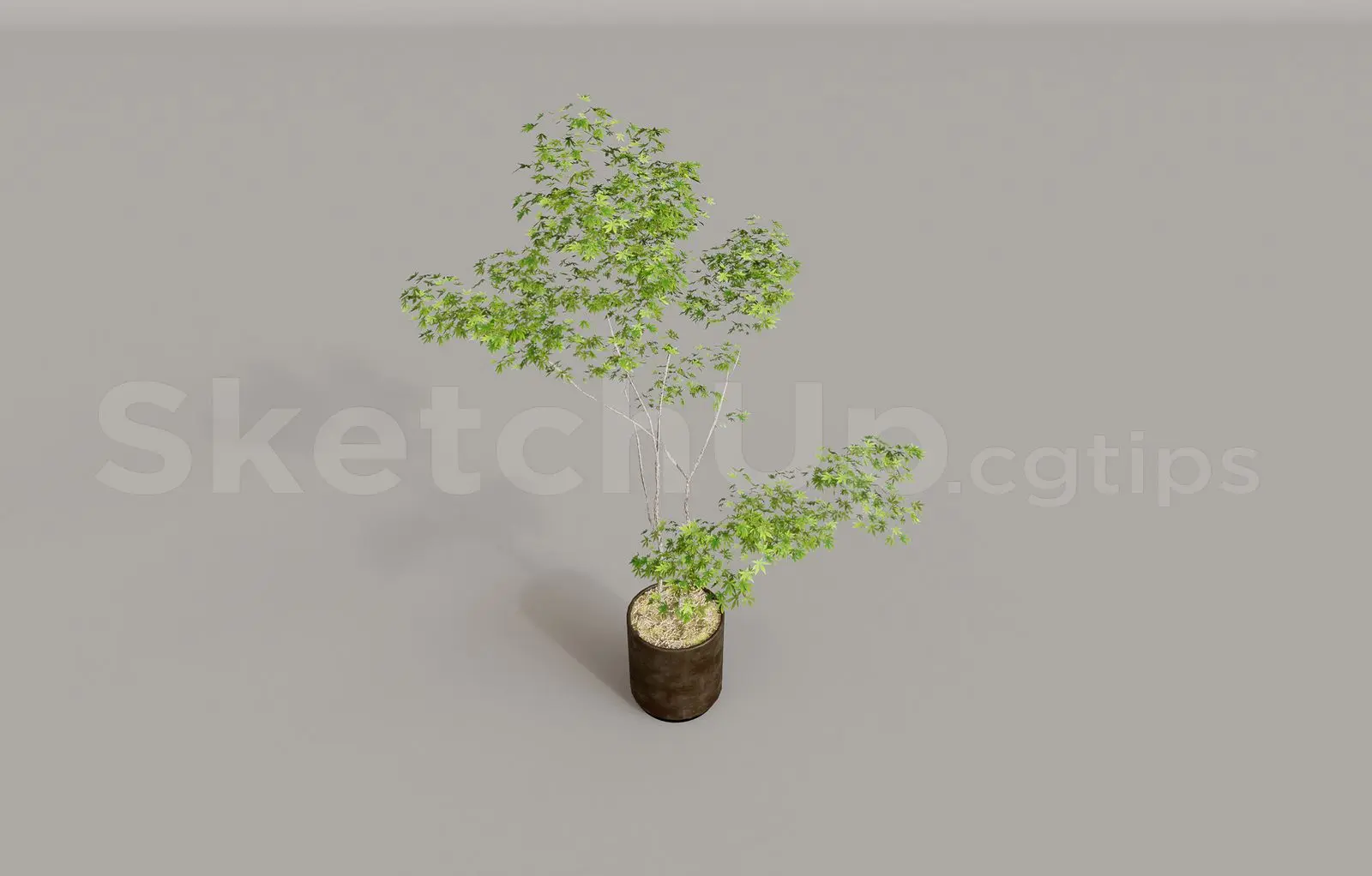Plant
