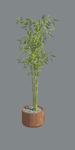Bamboo plant