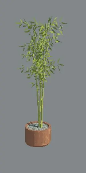Bamboo plant