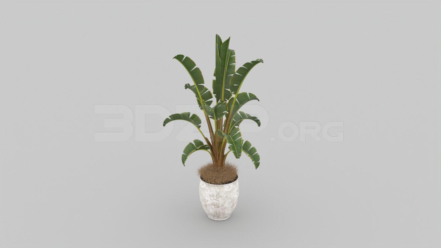 Banana Tree