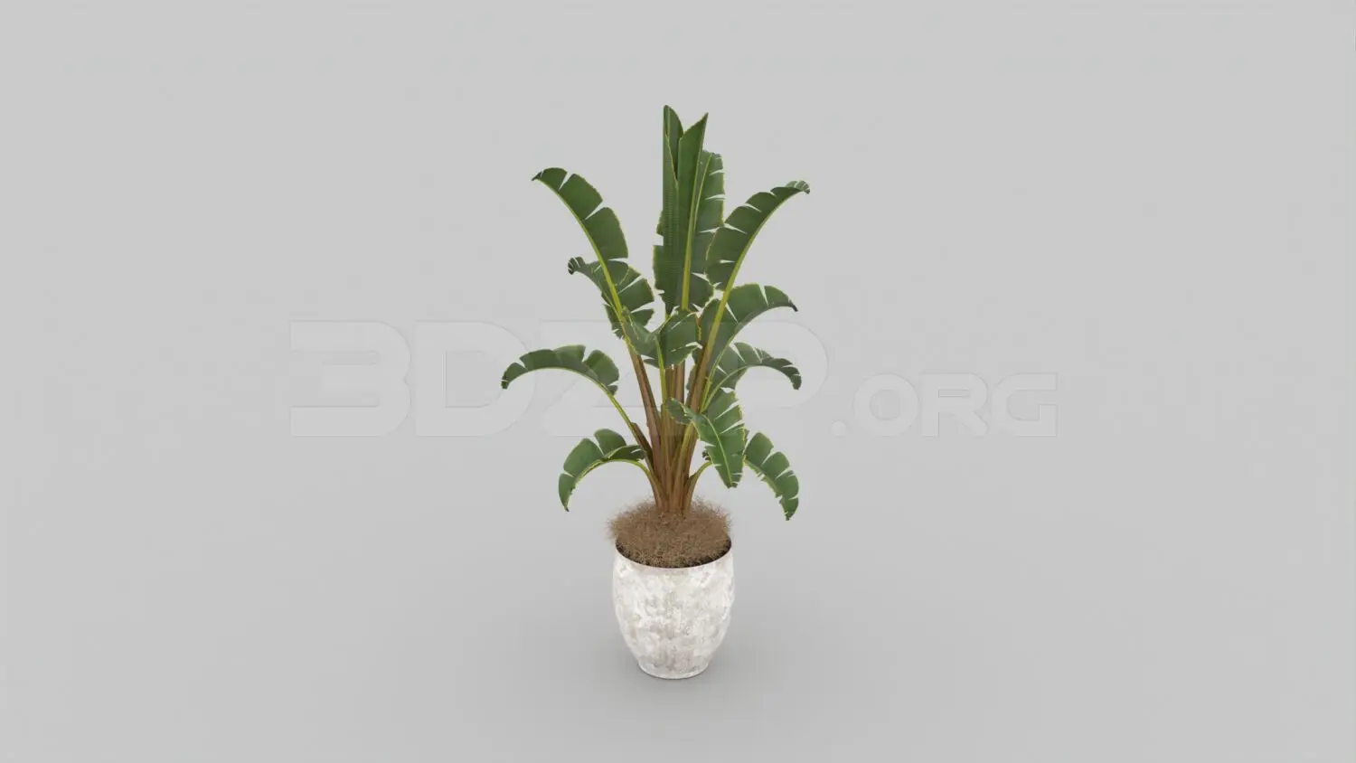 Banana Tree