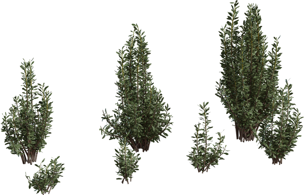 Othonna Cerarioides