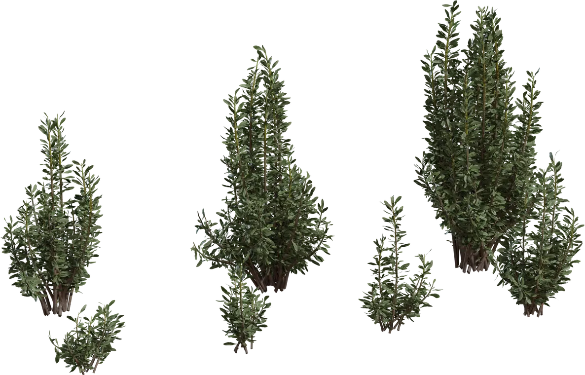 Othonna Cerarioides