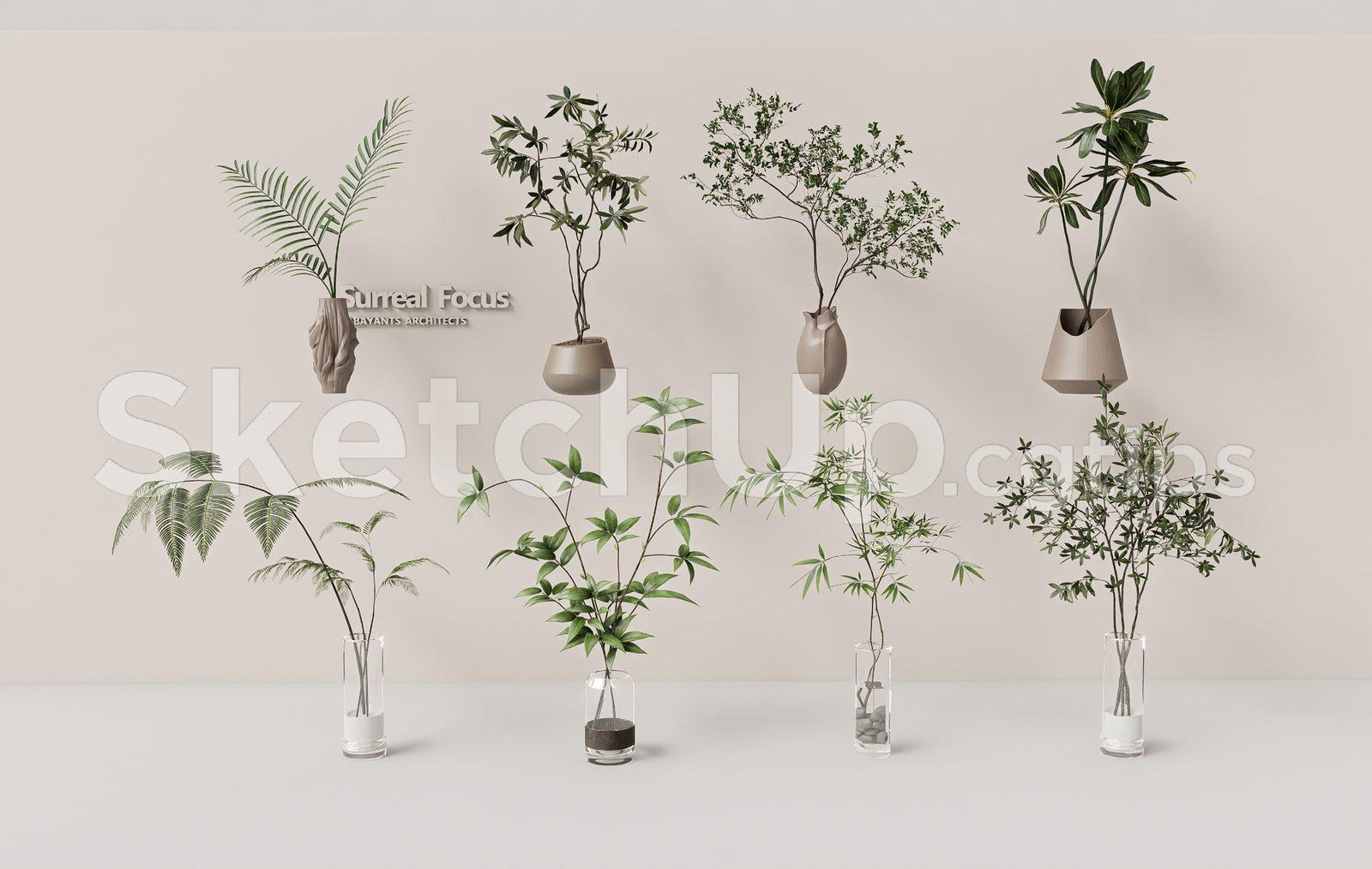 Plant