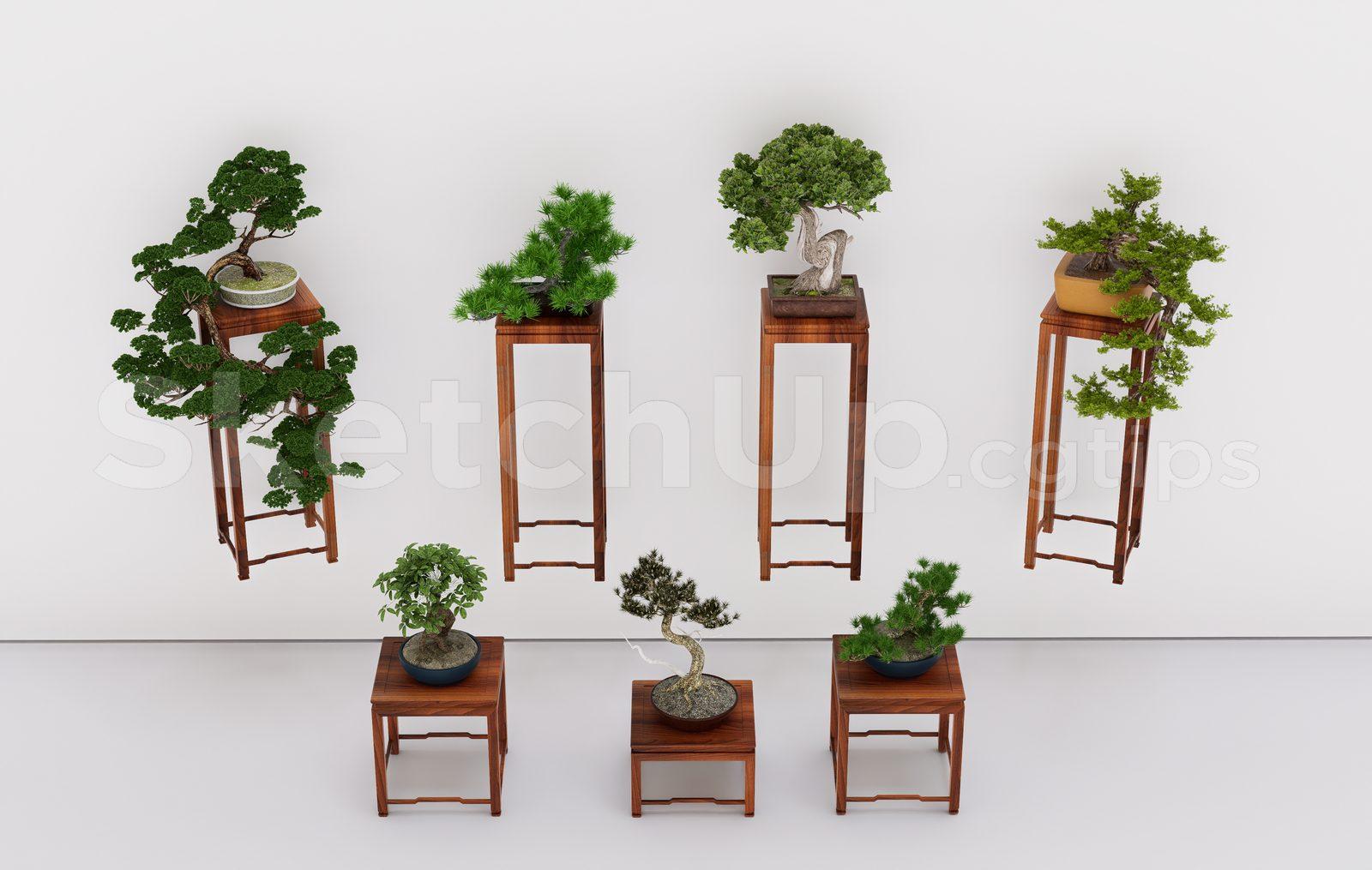 BonSai Tree