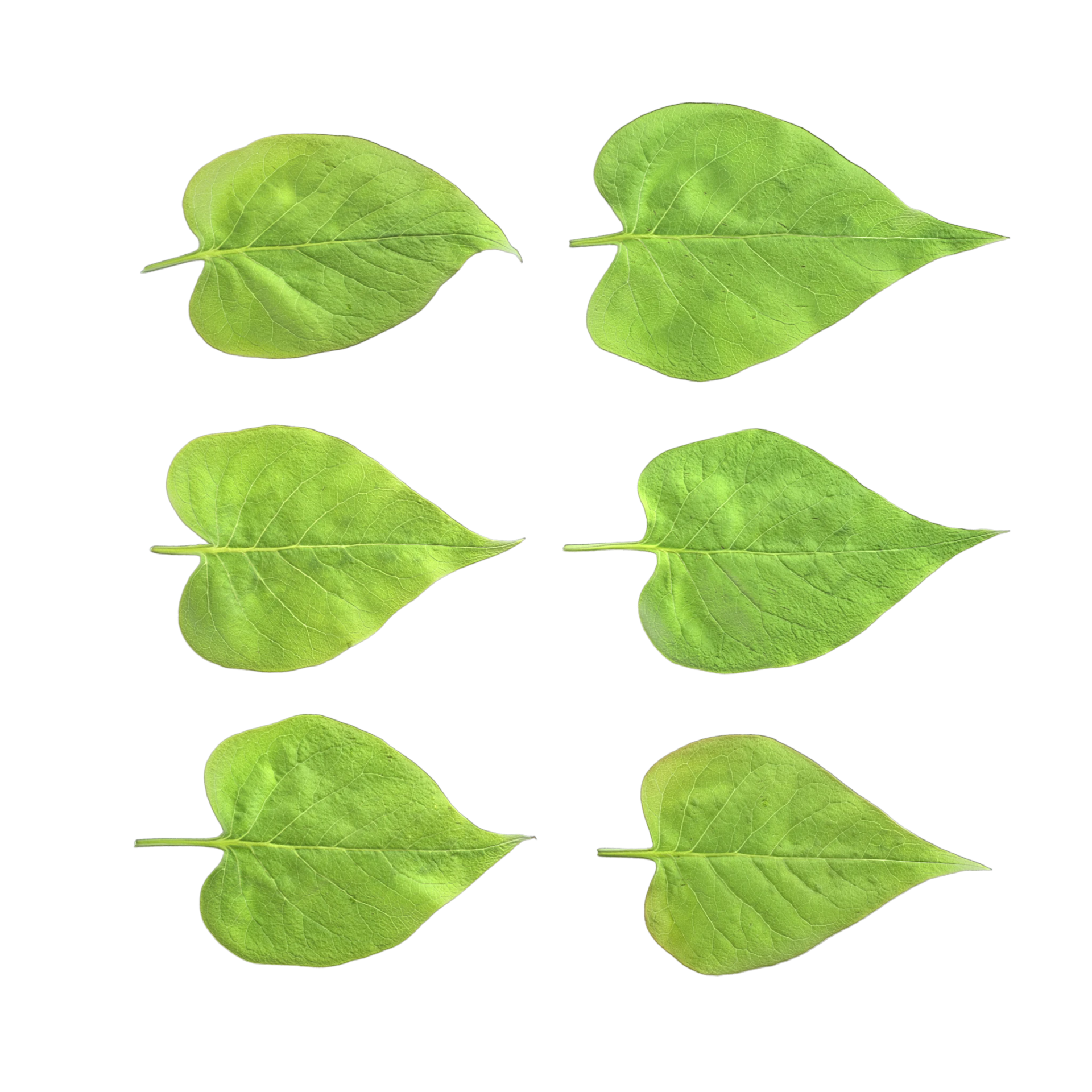 Leaf Set 023