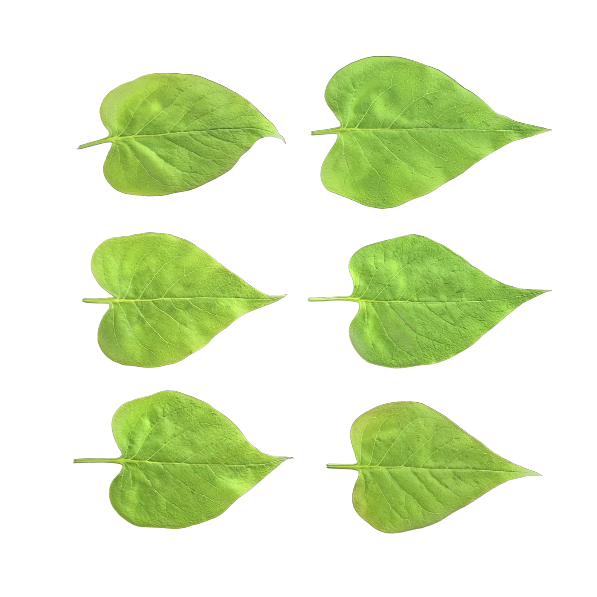Leaf Set 023