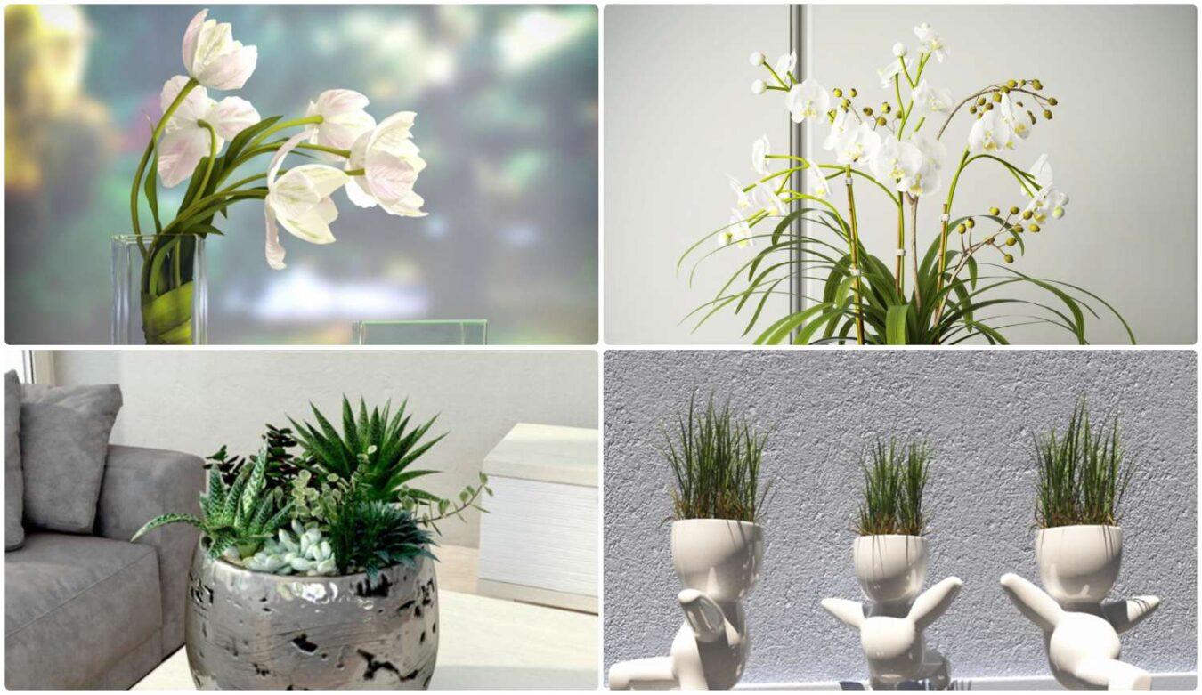 Plant