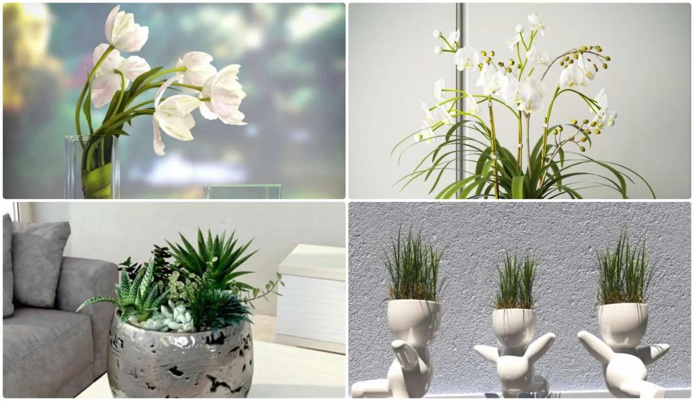 Plant