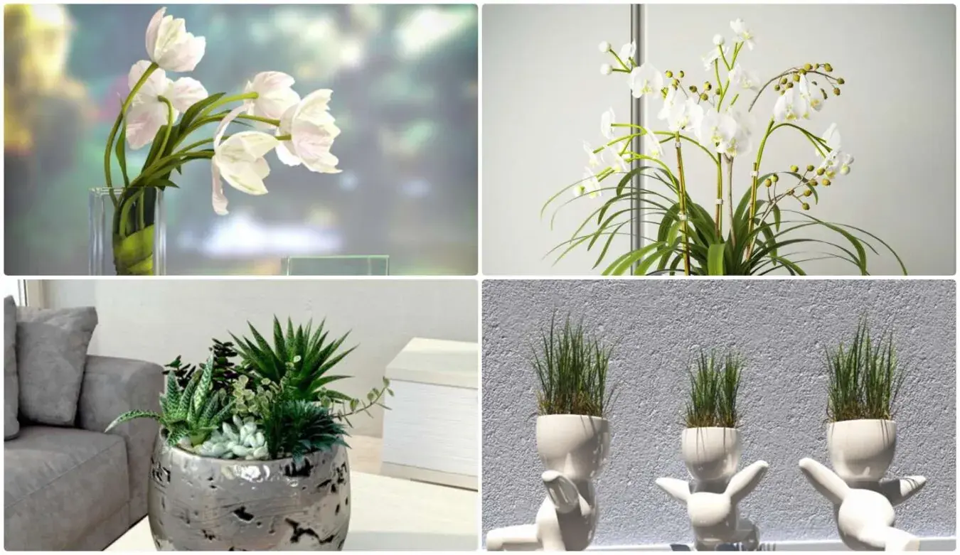 Plant