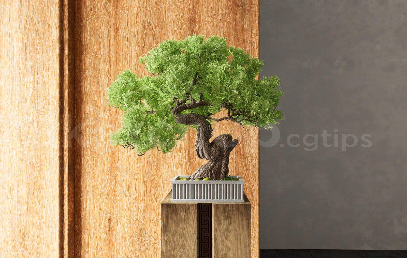 BonSai Tree — preview 1 (cgtips)