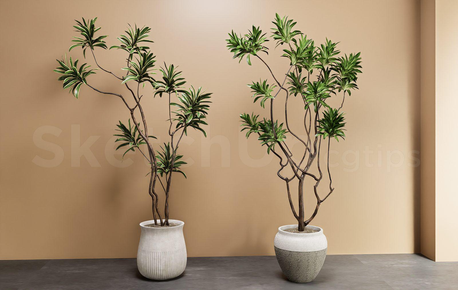 Plant