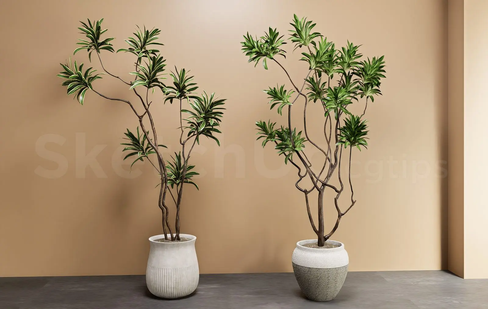 Plant