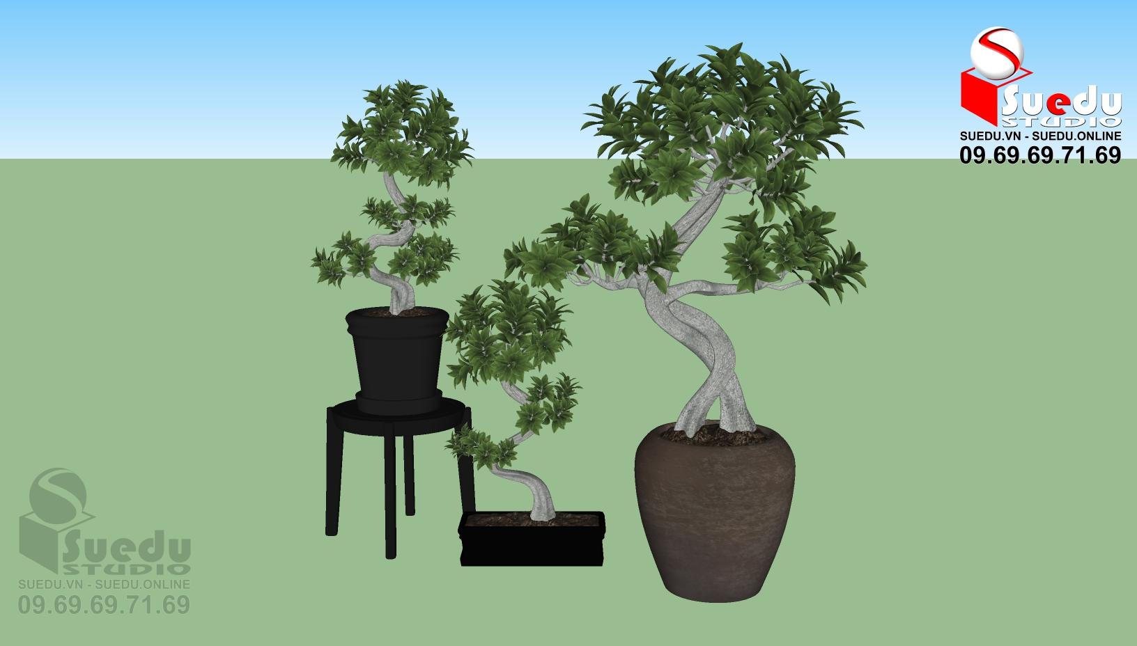 BonSai Tree